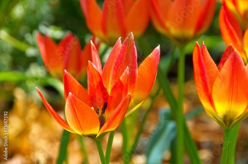 Fototapeta Naklejka Na Ścianę i Meble -  Wildtulpe - wild tulip 14