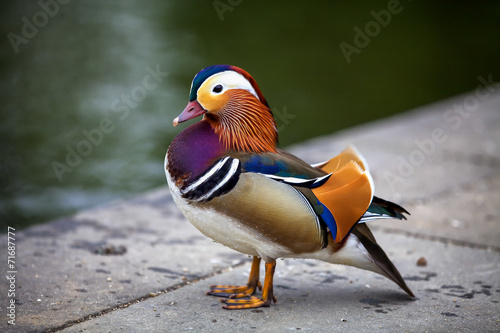 Elegant mandarin duck