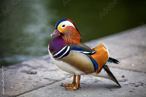 Elegant mandarin duck photo