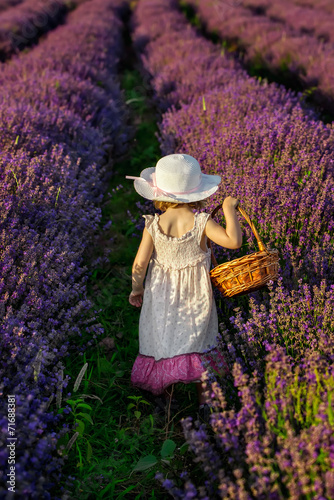 Child harvesting lavender