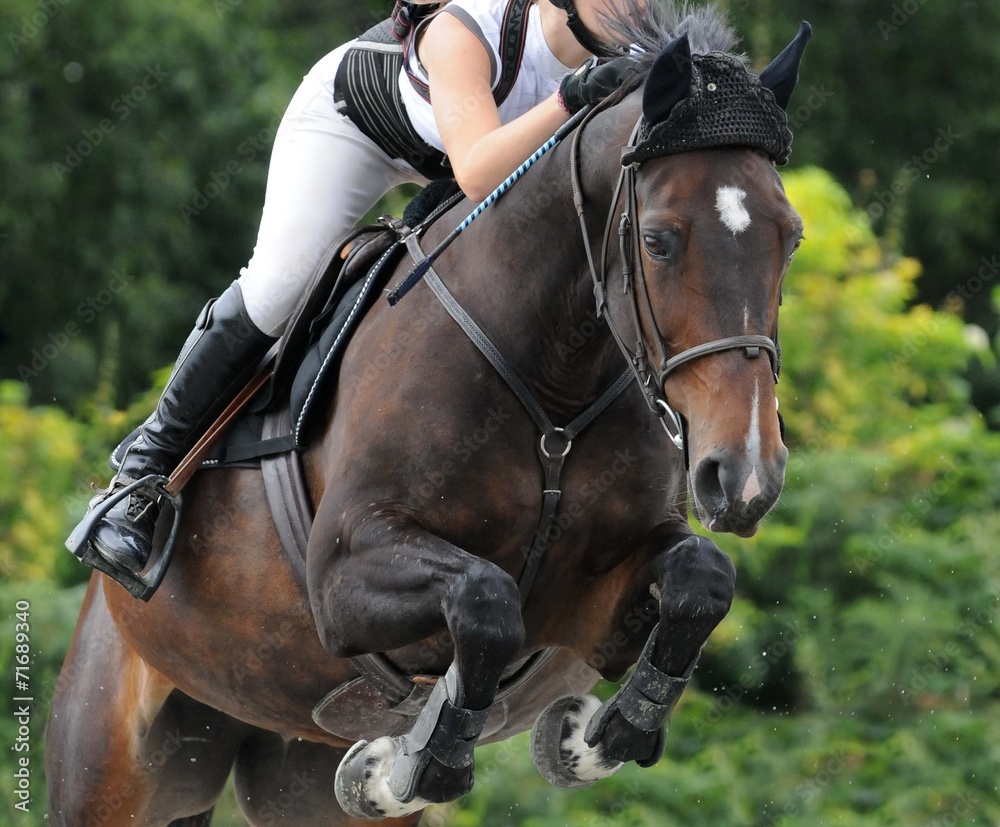 cheval saut d'obstacles cheval saut d'obstacles