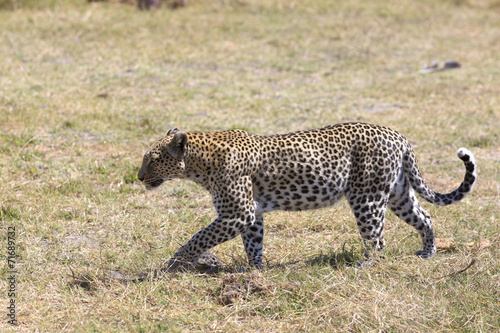 Wild leopard walking in the grass © Pedro Bigeriego