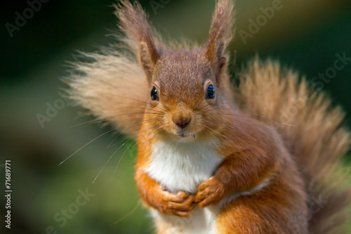 Stampa su tela Red Squirrel looking so cute