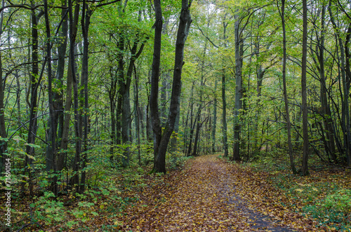 Autumn by the footpath