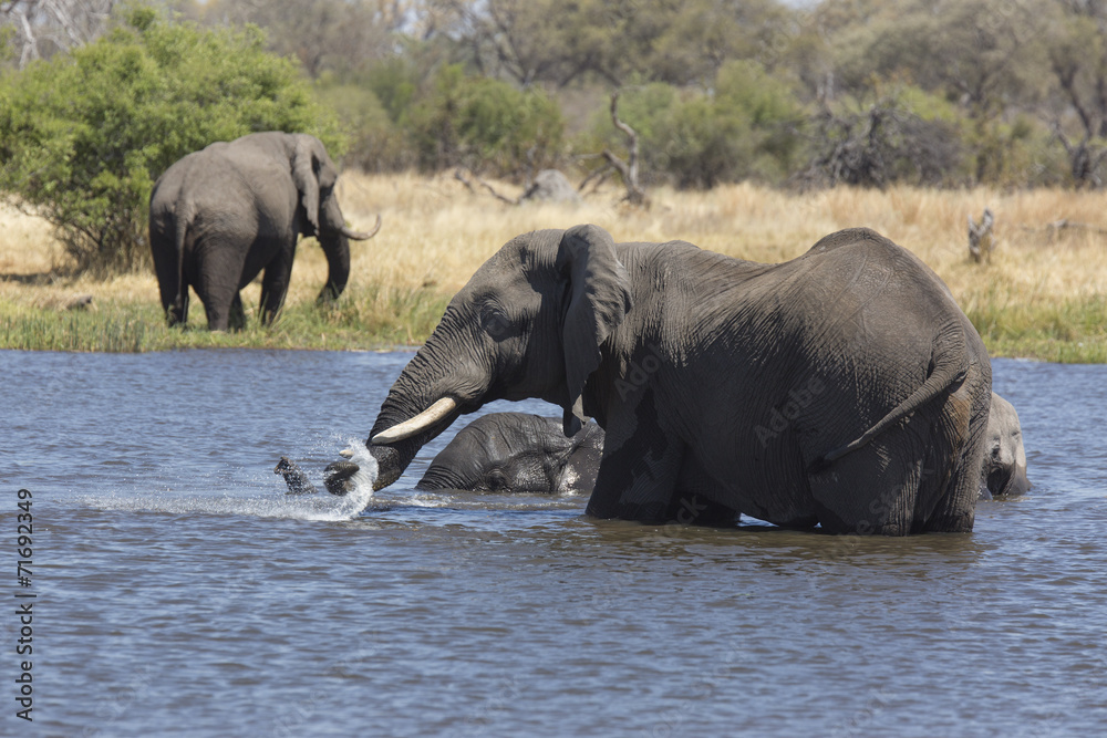 African elephants taking a bath in a a river African elephants taking a bath in a a river