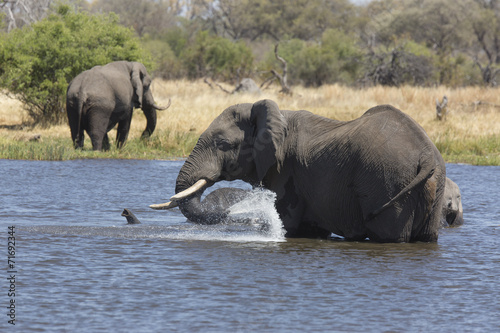 African elephants taking a bath in a a river