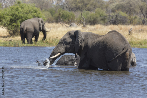 African elephants taking a bath in a a river