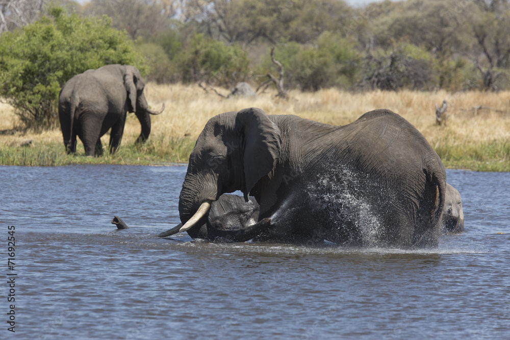 African elephants taking a bath in a a river African elephants taking a bath in a a river