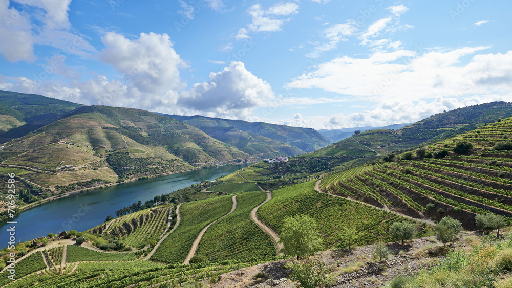Vineyards in the Valley of the River Douro, Portugal