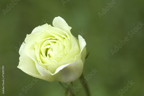 Beautiful white rose in a garden
