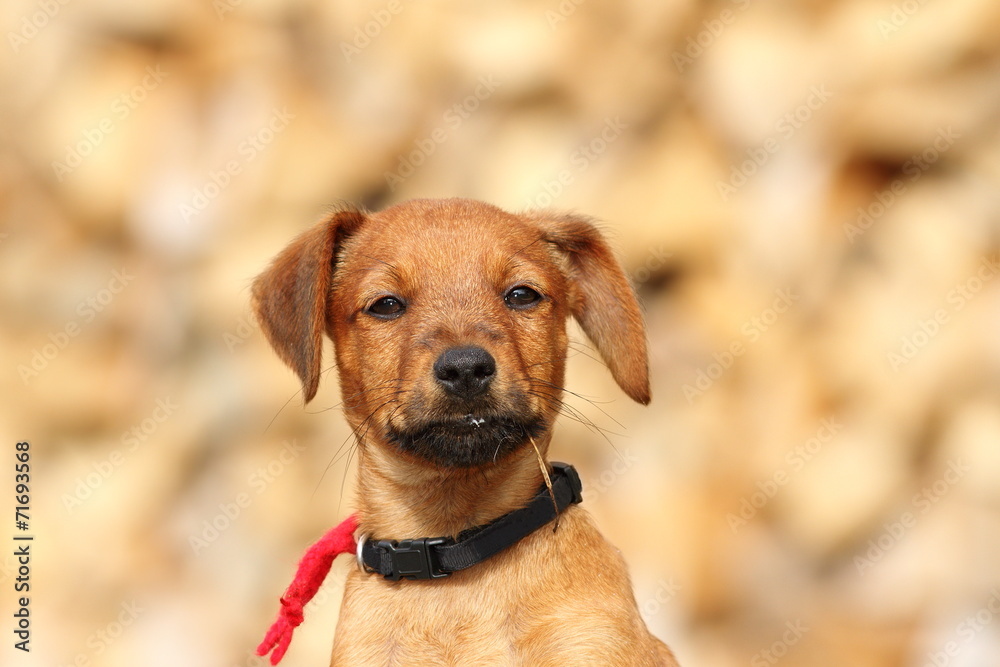 portrait of cute doggy