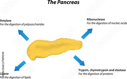 Exocrine Pancreas Physiology
