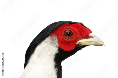 silver pheasant isolated portrait