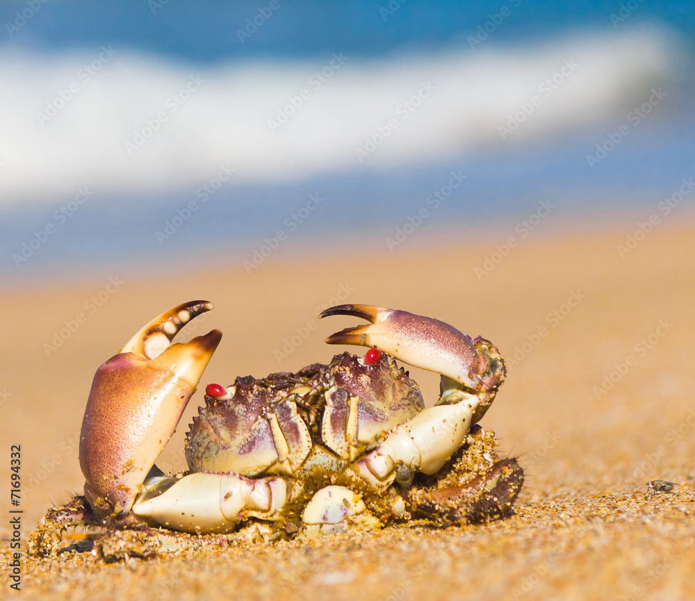 On the Shore Funny Crab