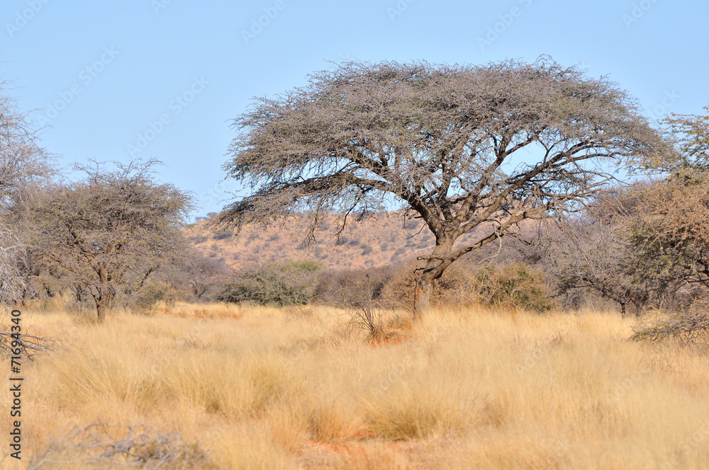 Acacia and grass landscape Acacia and grass landscape