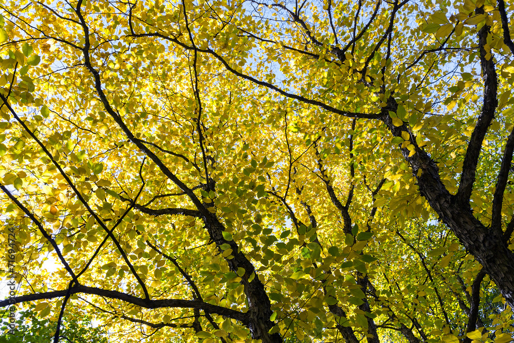 Colorful trees in autumn park Colorful trees in autumn park