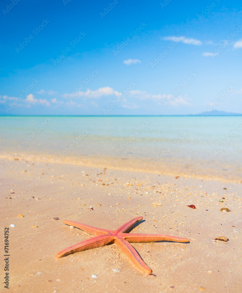 Starfish called Wanda Dropped from Heaven Starfish called Wanda Dropped from Heaven