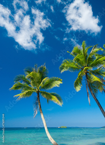 Fototapeta Naklejka Na Ścianę i Meble -  Serenity Shore Coconut Coast