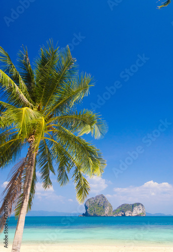 Coconut Getaway Under Trees