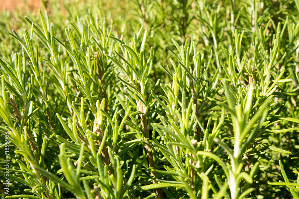 Obraz premium Wild Rosemary plants