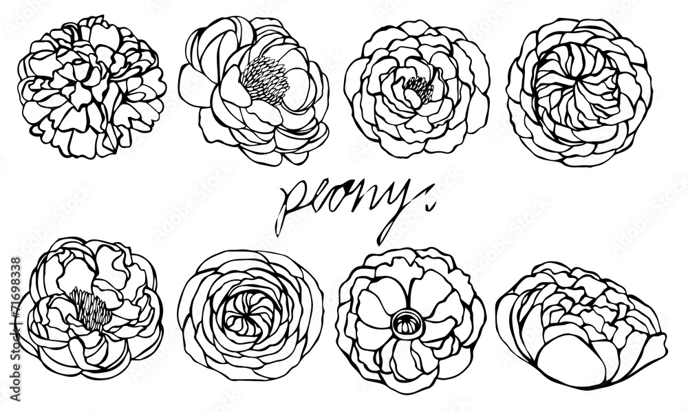 Set of peony vector on white background Set of peony vector on white background