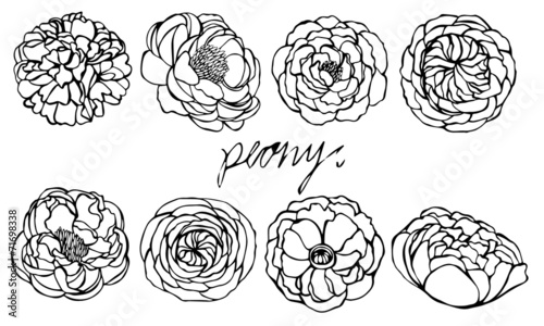Set of peony vector on white background