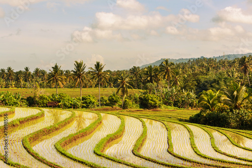 Rice terrace