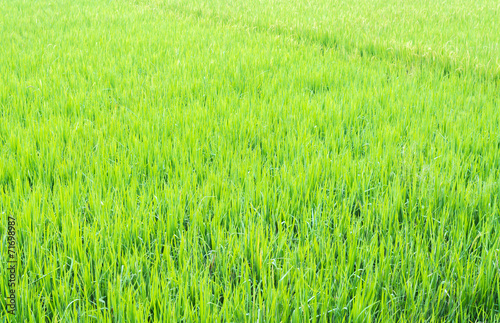 image of rice field