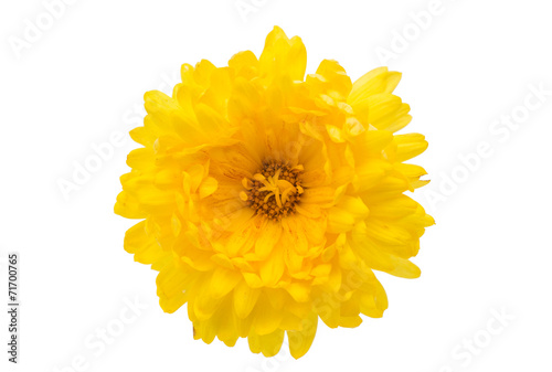 Fototapeta Naklejka Na Ścianę i Meble -  yellow chrysanthemum
