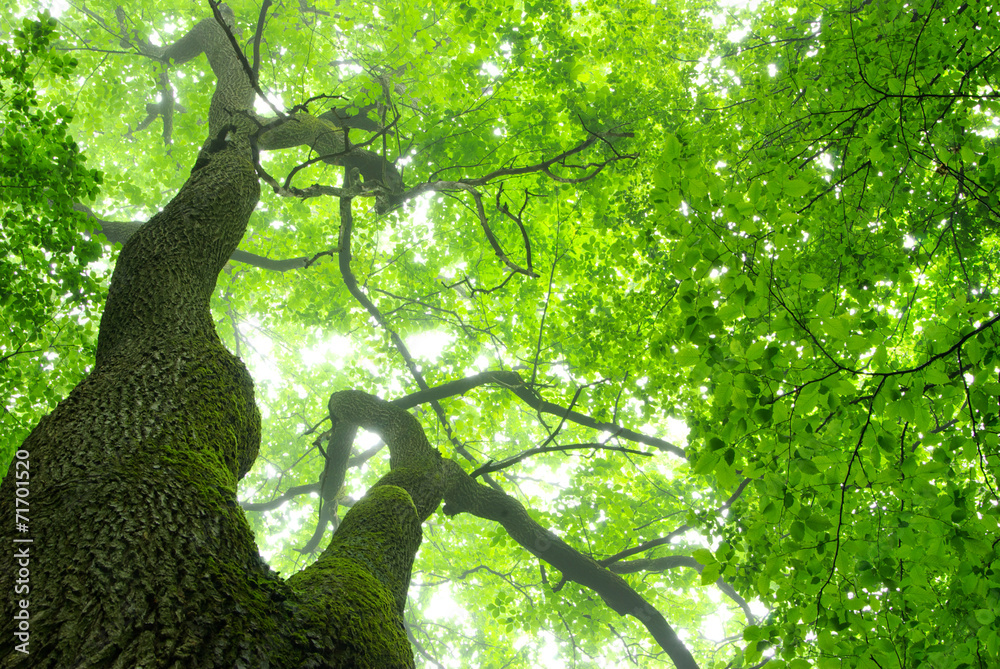 green leaves green leaves