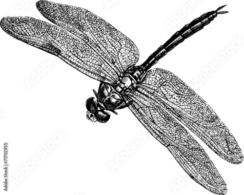 Vintage graphic insect dragonfly