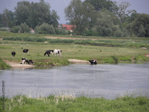 cows in a meadow