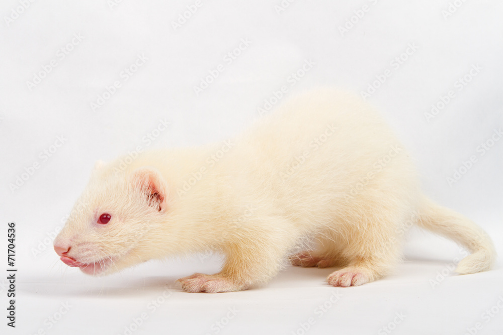 Albino ferret