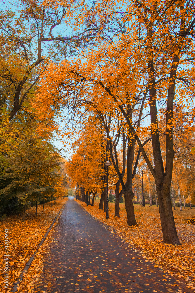 Fototapeta premium autumn city park
