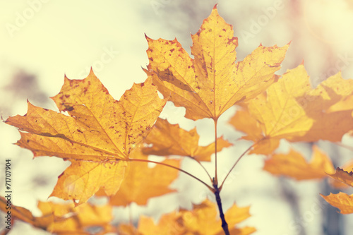 Autumn maple leaves in retro style