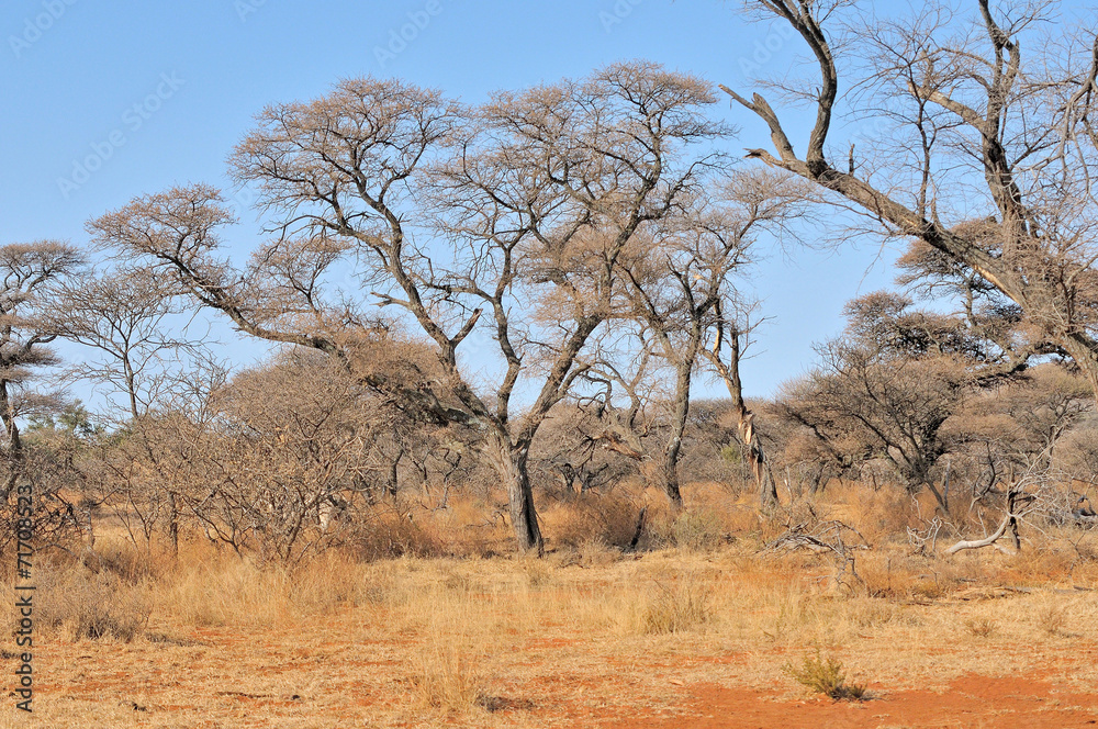 Acacia and grass landscape Acacia and grass landscape