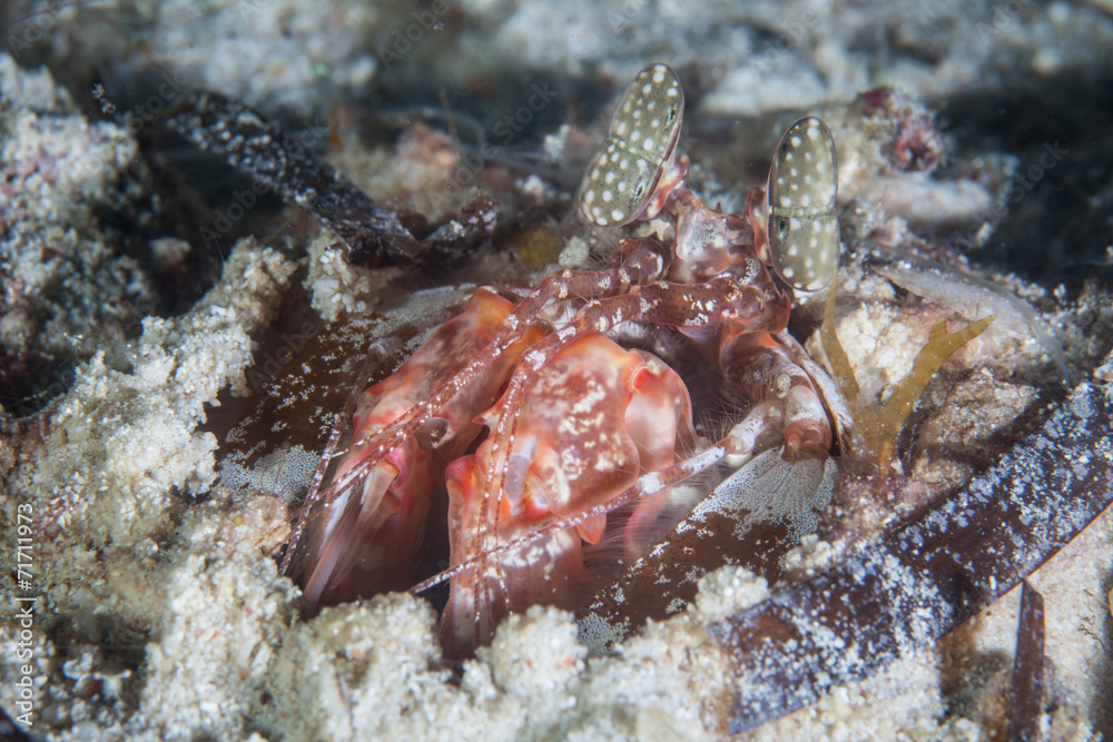 Mantis Shrimp in Lair