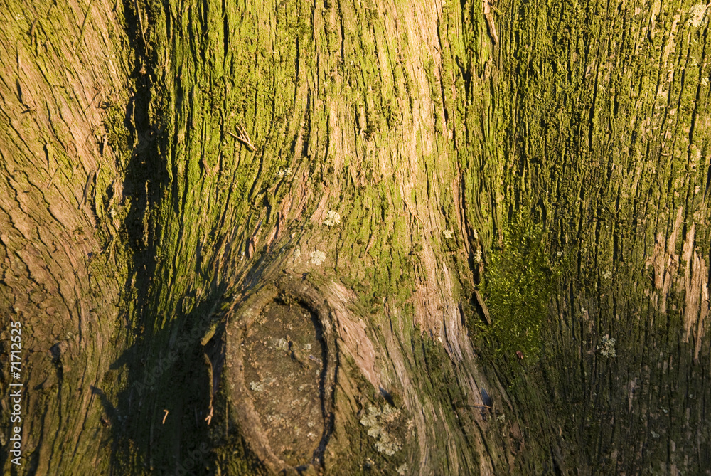 Close-up of juniper tree trunk