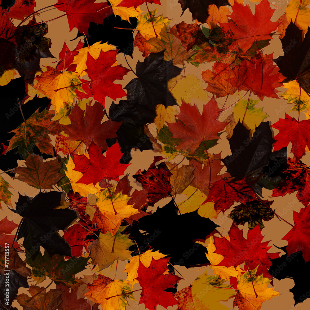 Fototapeta premium colorful leaves, atumn