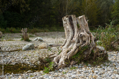 Baumwurzel am Teich