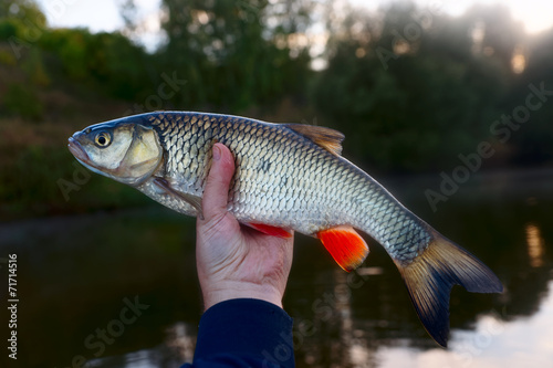 Chub in fisherman's hand, toned image
