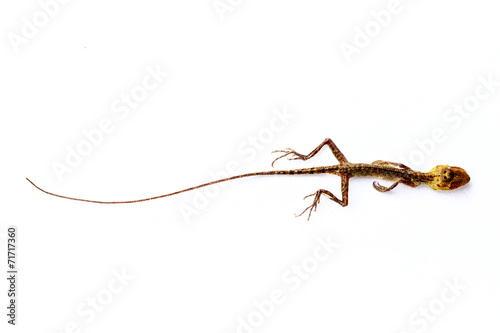 Dead Lizard on white background