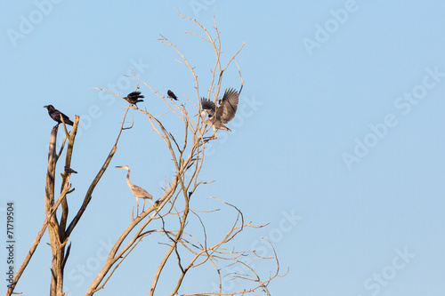 Raven and Gray Heron in a tree