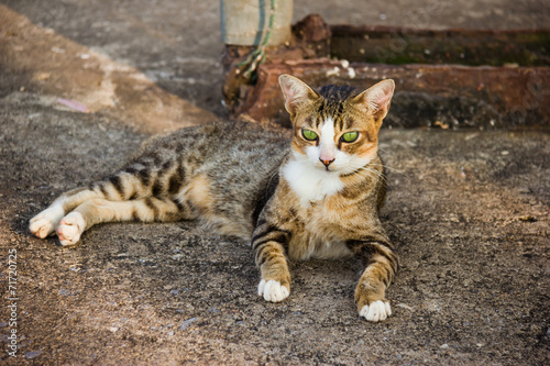 Thai cat sitting on floor © sirawut