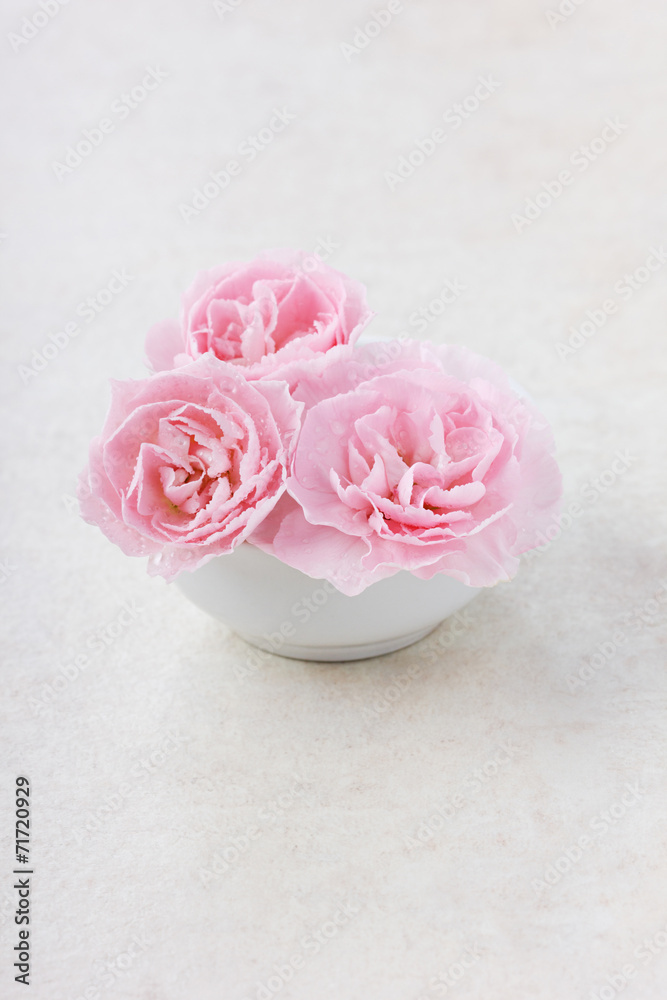Closeup pink flowers in water drops on a white surface Closeup pink flowers in water drops on a white surface