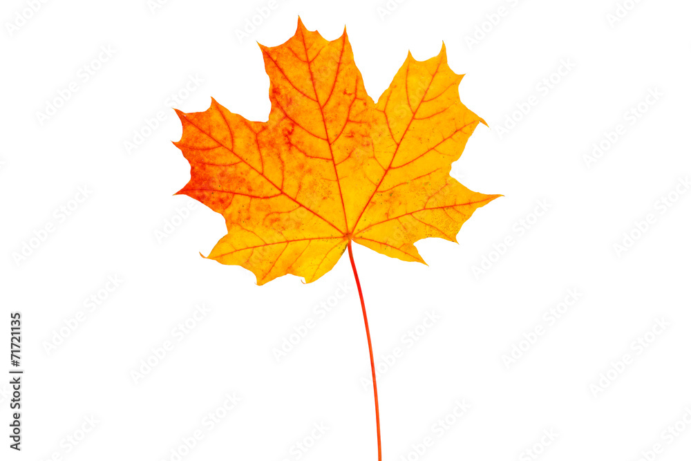 yellow maple leaves yellow maple leaves