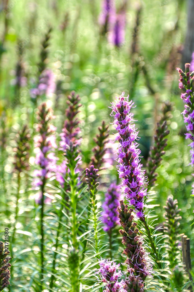 Fototapeta premium Purple flowers