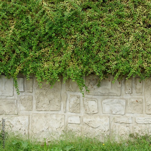 Stone Wall with Plants