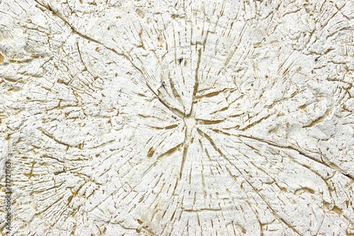 White Concrete  Decorative Stone like as Tree Cross Section