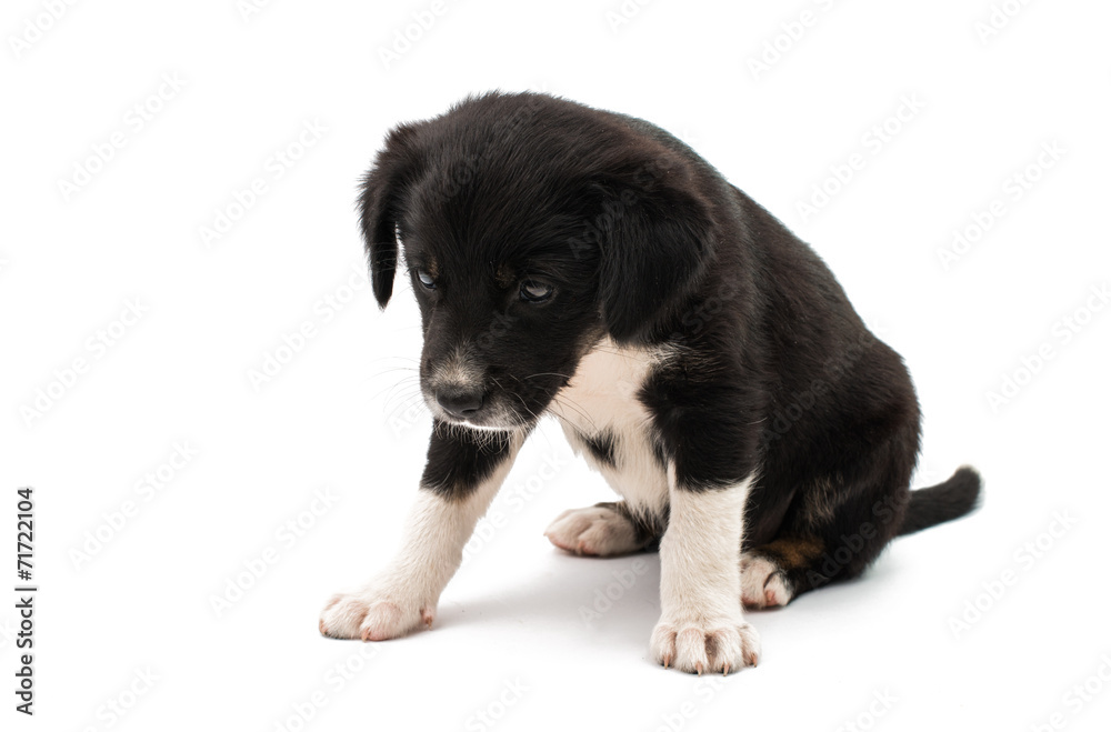 Obraz premium puppy isolated